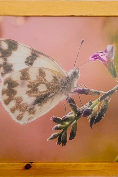 DEKORATİF TABLO  “PASTEL RÜYA” 